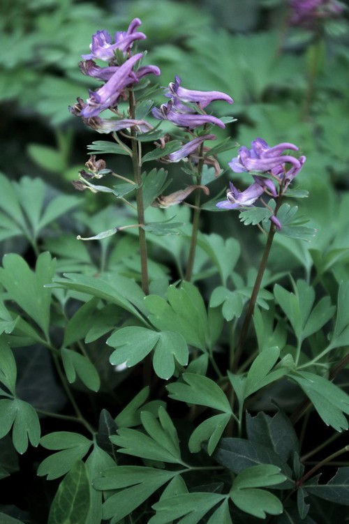 Plante entière