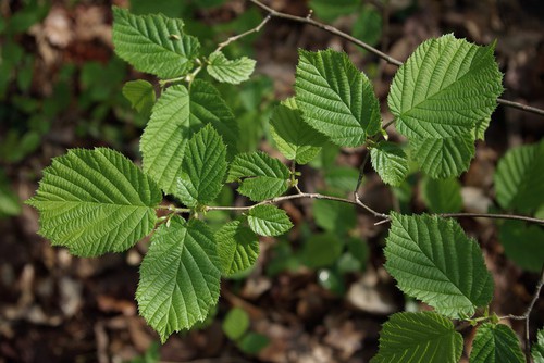 feuille