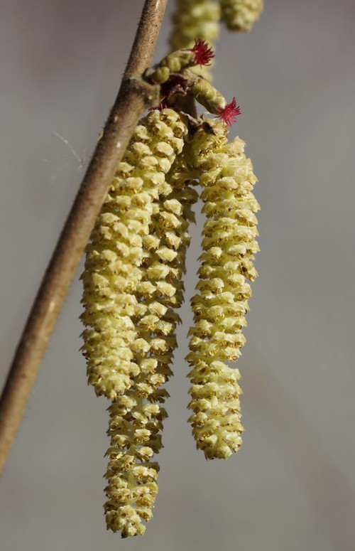 inflorescences mâles et femelles