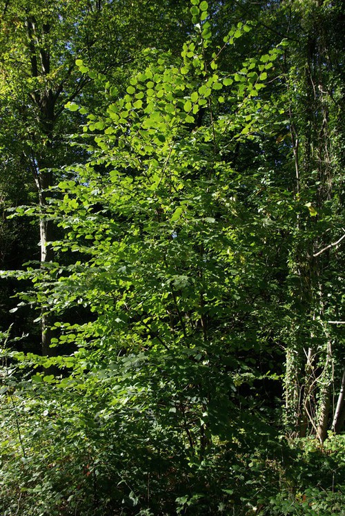 Plante entière