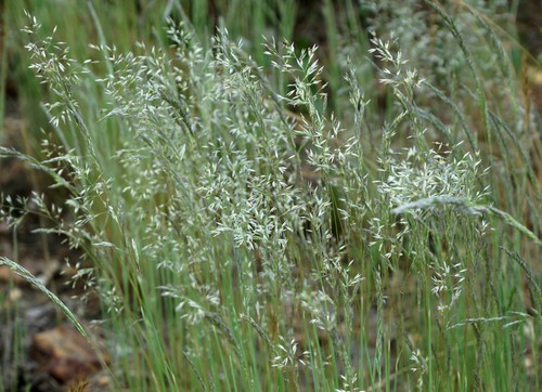 inflorescence