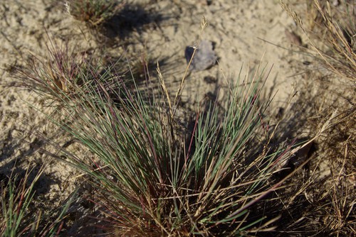 feuille