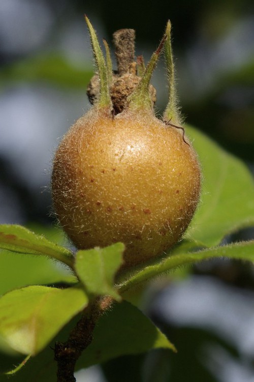 détail fruit