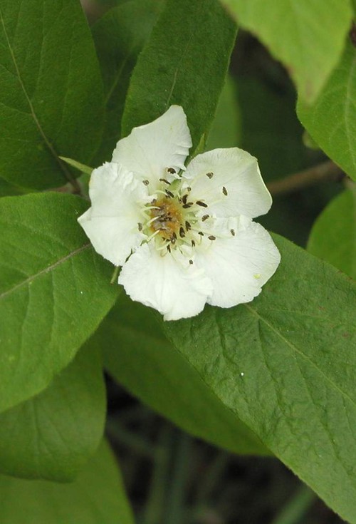 fleur