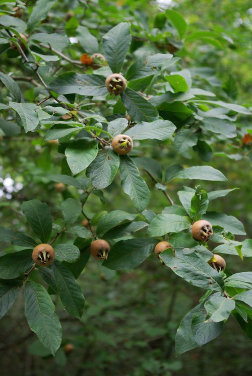 fruit