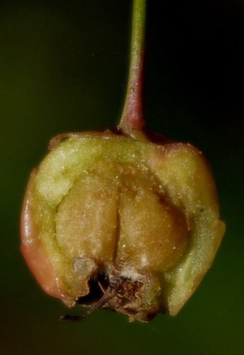 coupe fruit