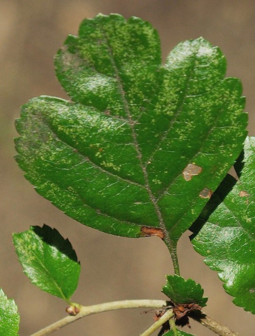 détail feuille