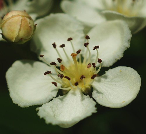 détail fleur
