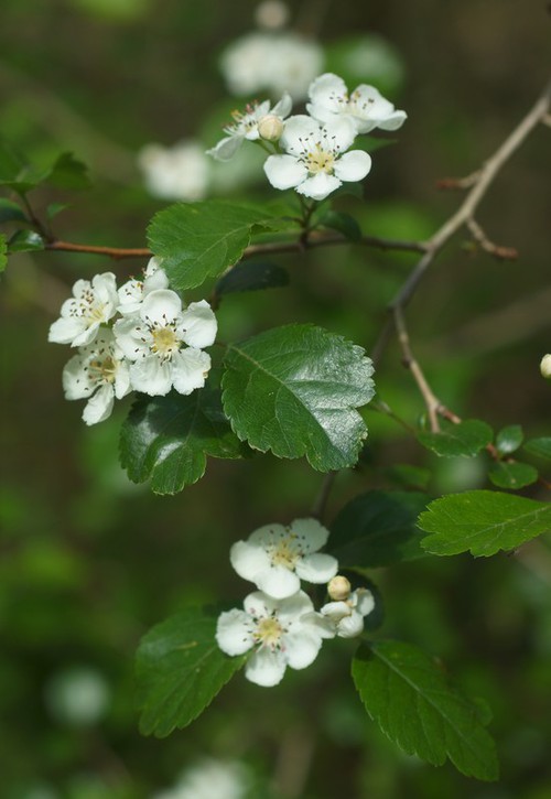 fleur