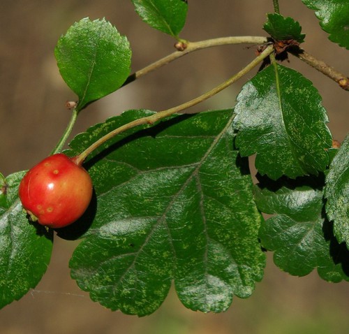 fruit