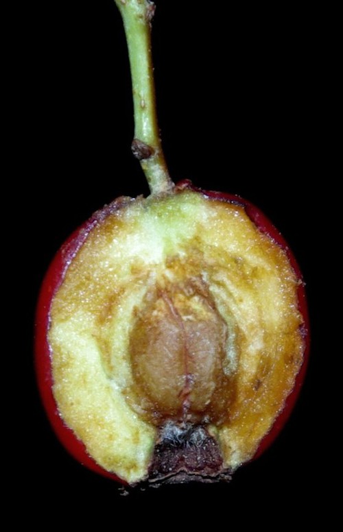 coupe fruit