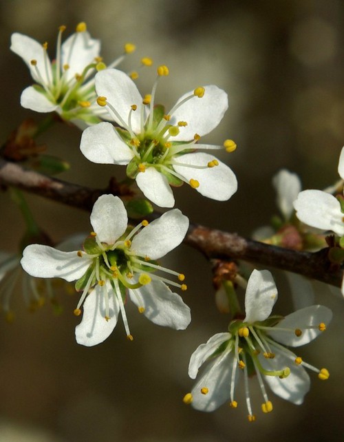 détail fleur