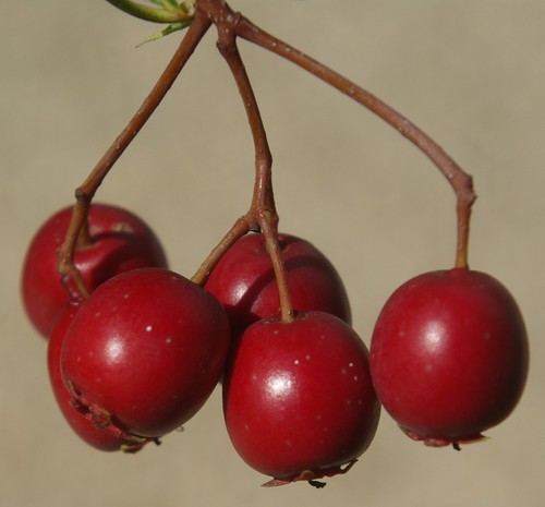détail fruit