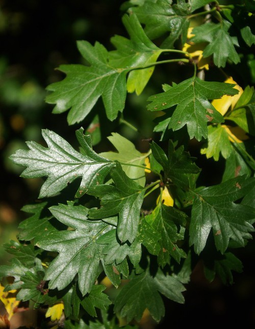 feuille
