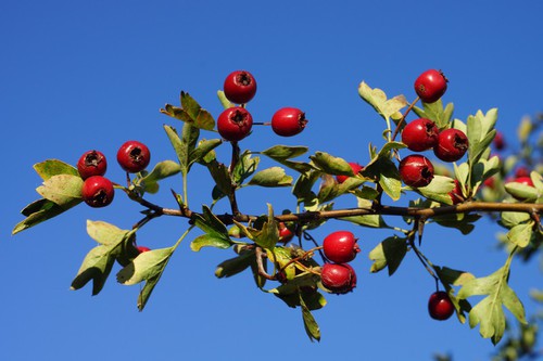 fruit