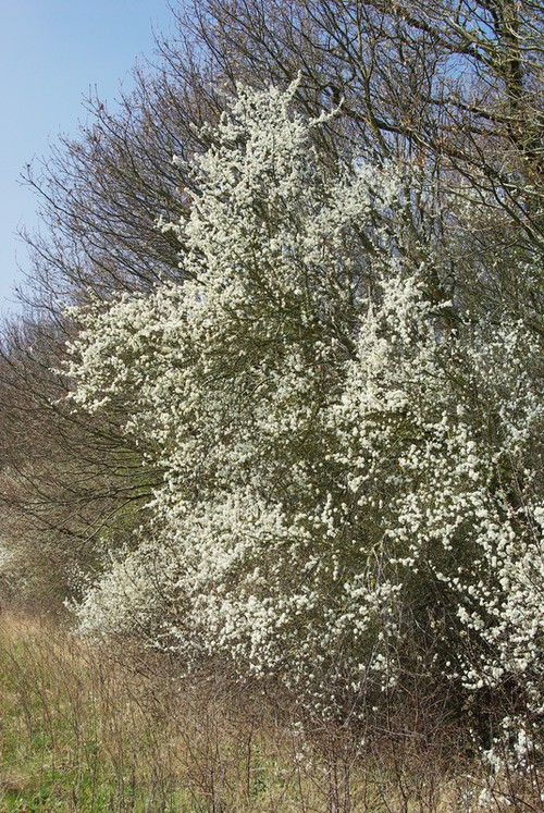 Plante entière