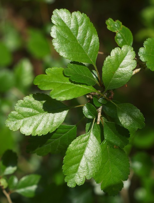feuille