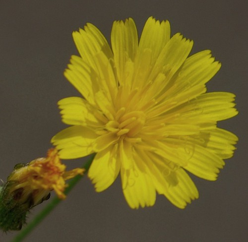 détail fleur