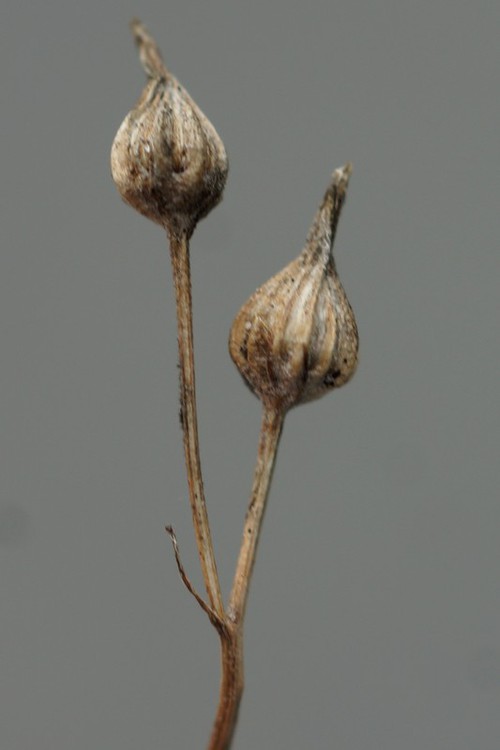 détail fruit
