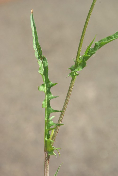 feuille
