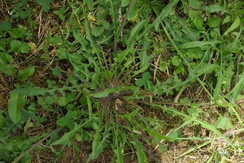 feuille basale