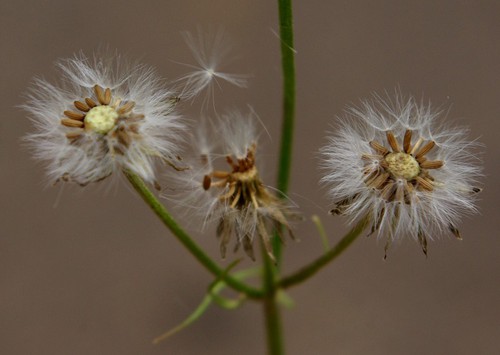 fruit