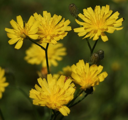 inflorescence