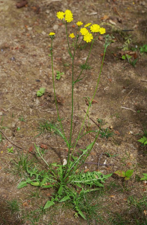 Plante entière