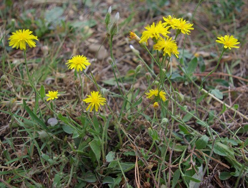 inflorescence