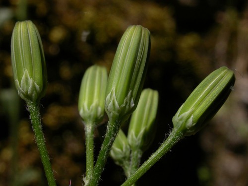 bractées