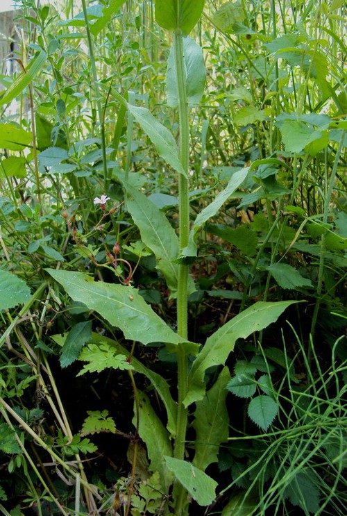 feuille