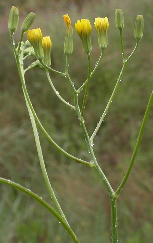 inflorescence