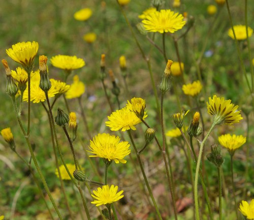 inflorescence