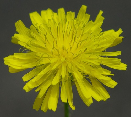 détail fleur