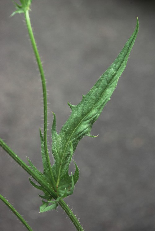 feuille