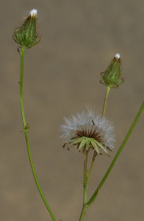 fruit