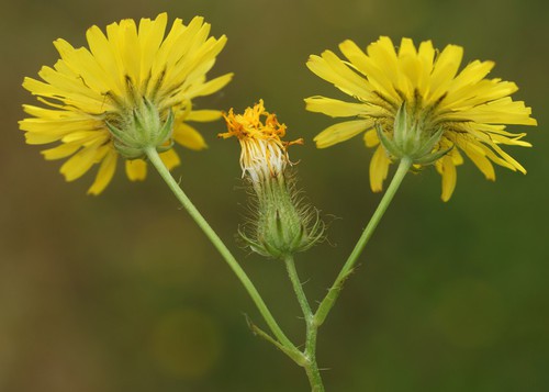 inflorescence