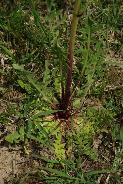 feuille basale