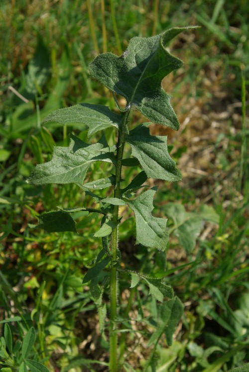 feuille