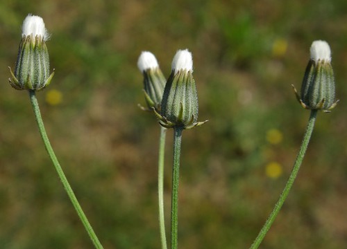 fruit
