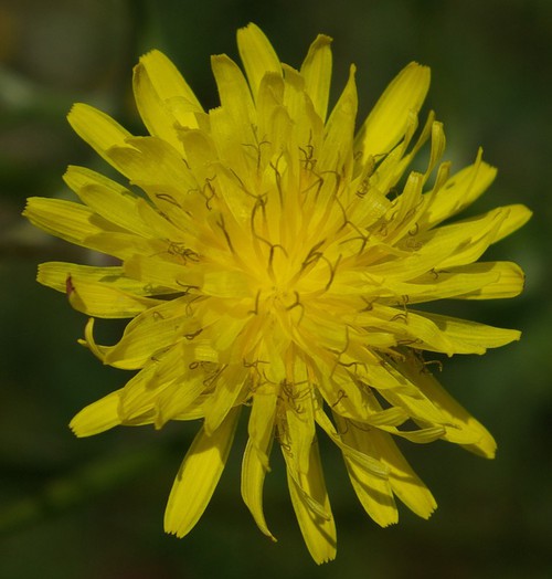 inflorescence