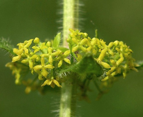 inflorescence