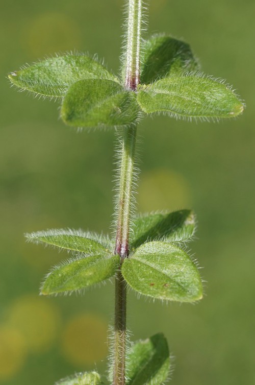 feuille
