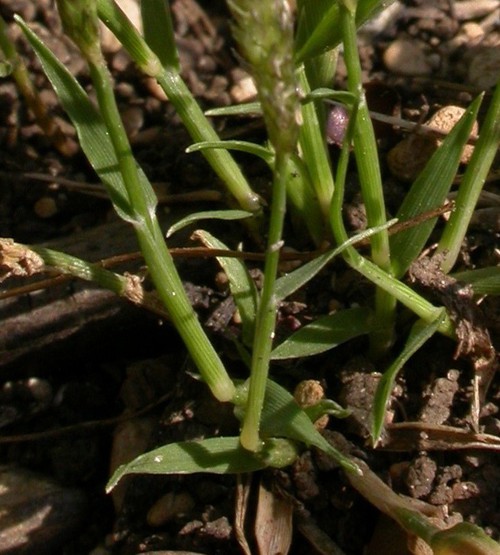 feuille