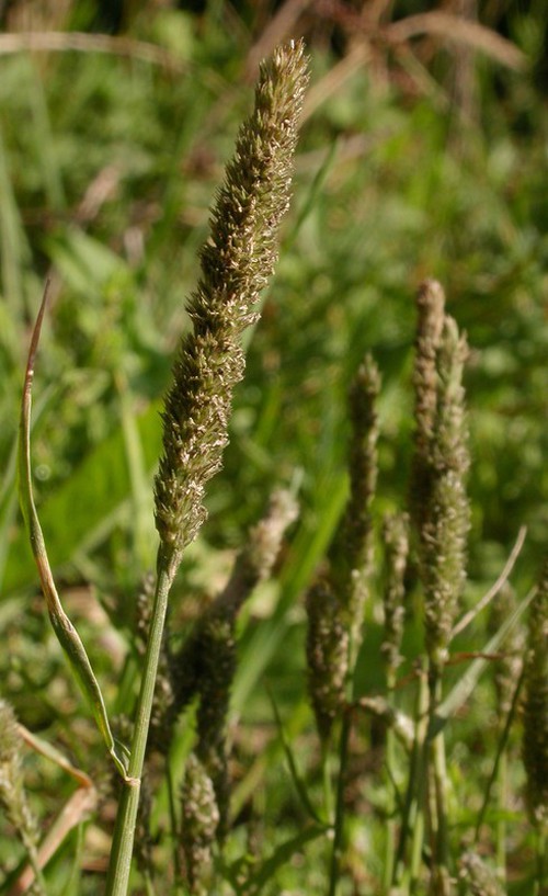 inflorescence