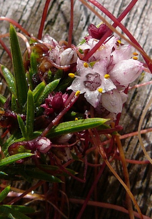 détail fleur