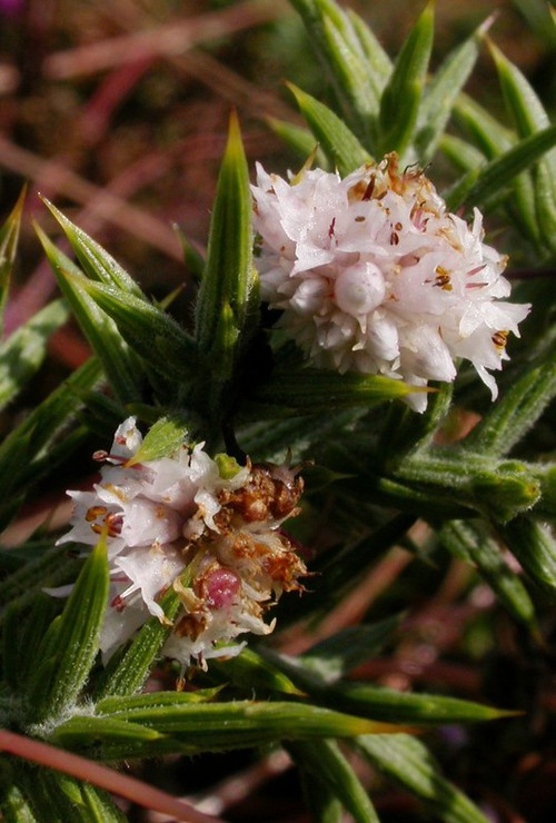 inflorescence