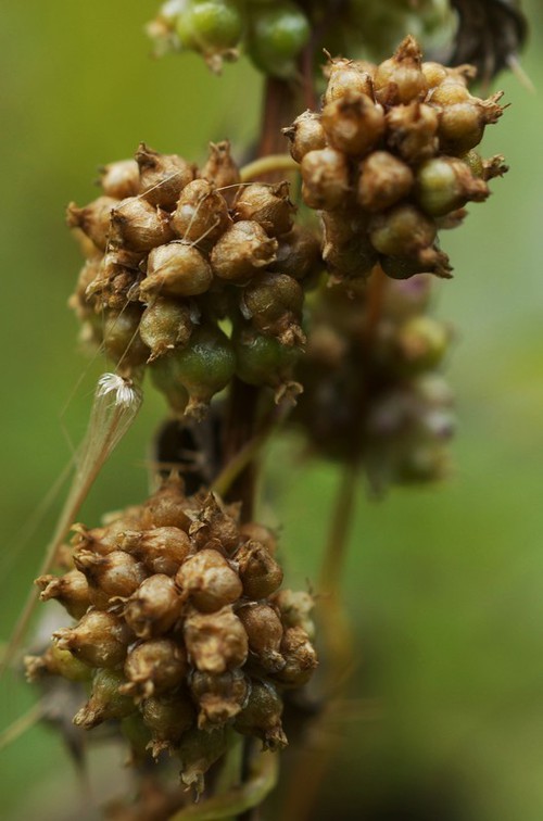 fruit