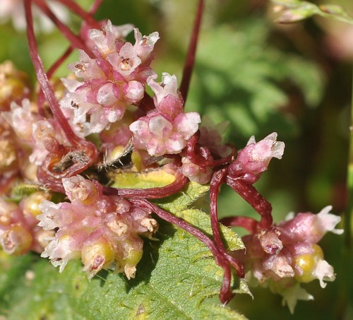 inflorescence