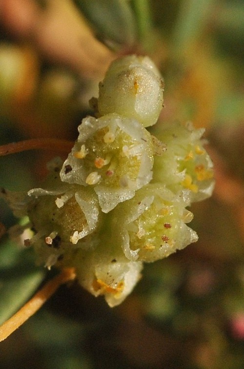 détail fleur